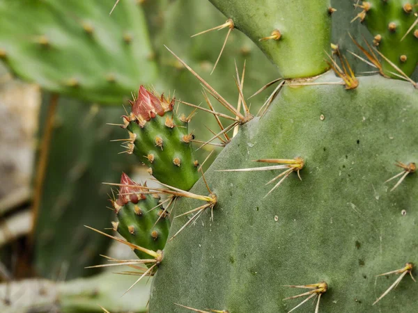 Primer Plano Cactus Con Espinas Afiladas Sobre Fondo Borroso —  Fotos de Stock