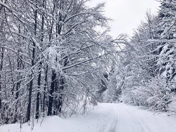 Een Besneeuwde Weg Door Witte Bossen Bomen Bedekt Met Sneeuw — Stockfoto