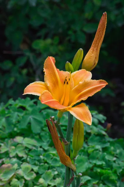 Вертикальный Снимок Оранжевого Цветка Саду — стоковое фото