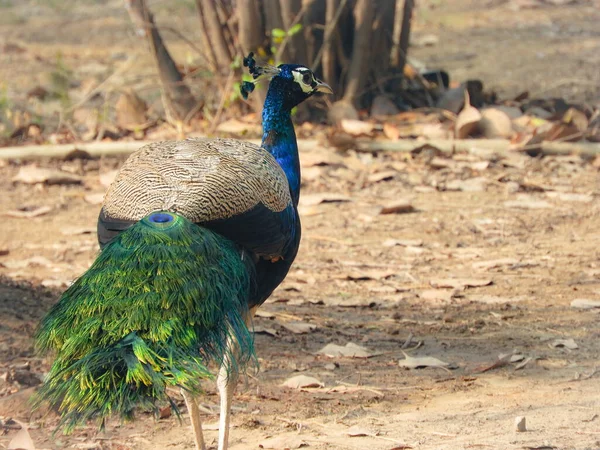 Tiro Foco Seletivo Pavão Bonito Elegante Zoológico — Fotografia de Stock