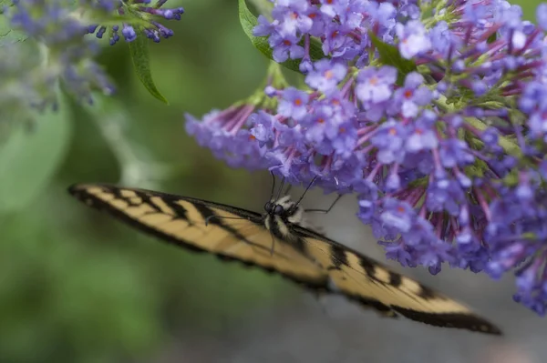 紫丁香花上燕尾蝶的选择性聚焦镜头 — 图库照片