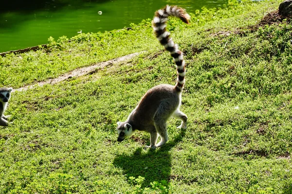 Zbliżenie Strzał Słodkie Wiewiórka Zoo — Zdjęcie stockowe