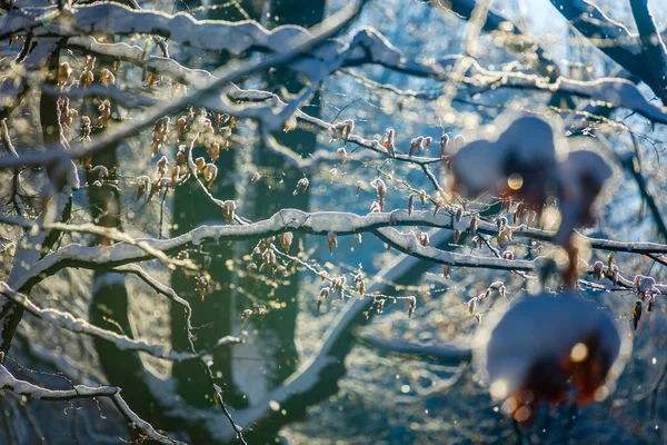 Eine Selektive Fokusaufnahme Von Ästen Eines Schneebedeckten Baumes — Stockfoto