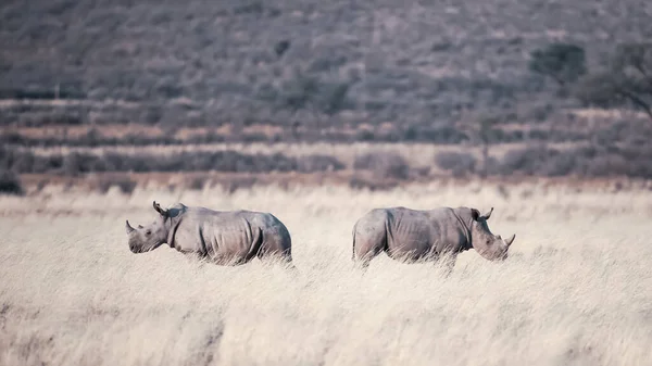 Dois Rinocerontes Andando Prado — Fotografia de Stock