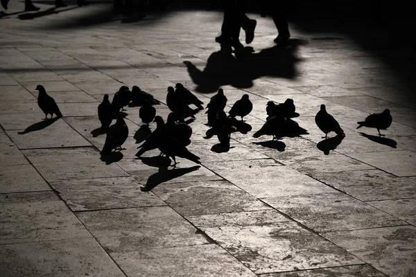 Die Silhouetten Von Vögeln Auf Dem Bürgersteig Und Schatten Von — Stockfoto