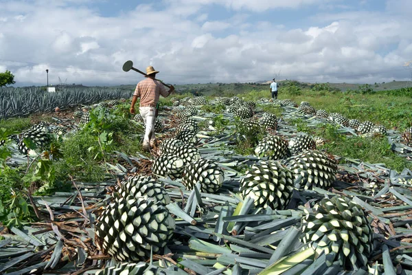 Una Vista Posterior Los Agricultores Sombrero Paja Cosechando Una Planta —  Fotos de Stock