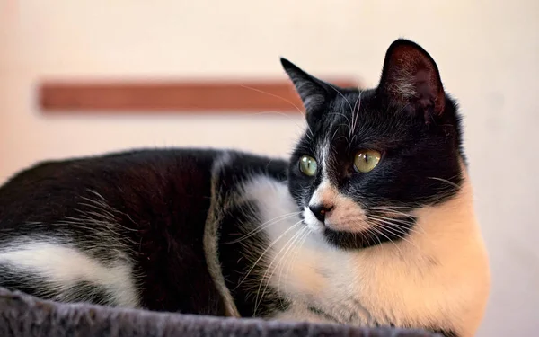 Una Toma Selectiva Enfoque Lindo Gato Galleta — Foto de Stock