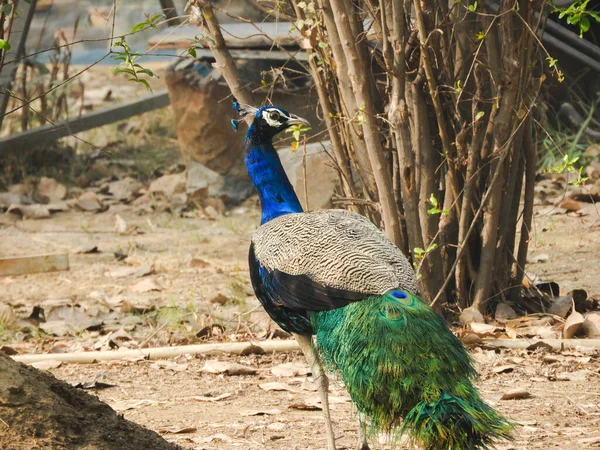 Selective Focus Shot Beautiful Elegant Peacock Zoo — Stock Photo, Image