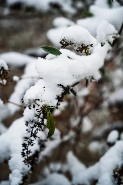 Eine Vertikale Aufnahme Von Schneebedeckten Ästen — Stockfoto