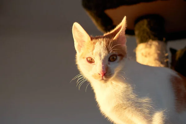 白い子猫の選択的フォーカスショット — ストック写真