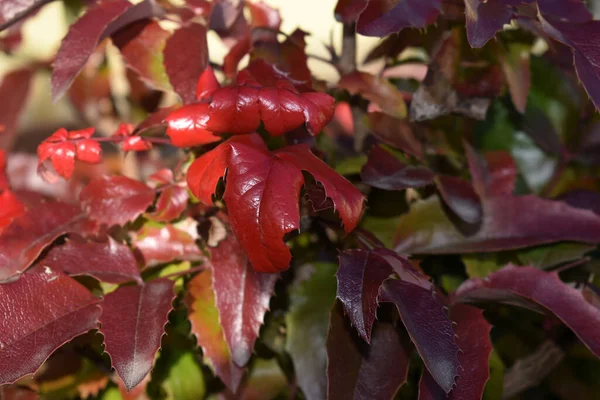Daun Merah Dari Mahonia Aquifolium Atau Tanaman Anggur Oregon — Stok Foto