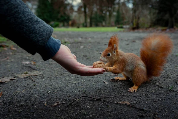 Woman Hand Feeding Nut Red Squirrel Park — Stock Photo, Image
