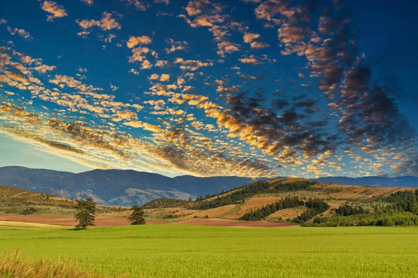Piękny Widok Zielone Pole Farmy Tłem Drzew Górskich Podczas Zachodu — Zdjęcie stockowe