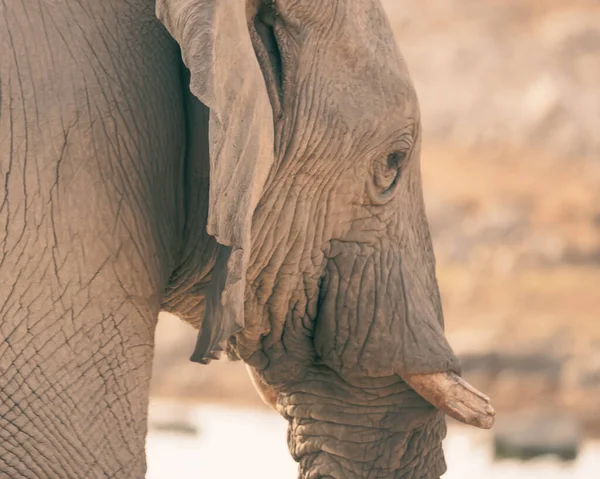Primer Plano Una Hermosa Cara Elefante — Foto de Stock