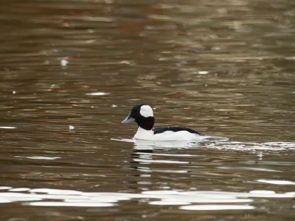 Tiro Close Bufflehead Lago — Fotografia de Stock