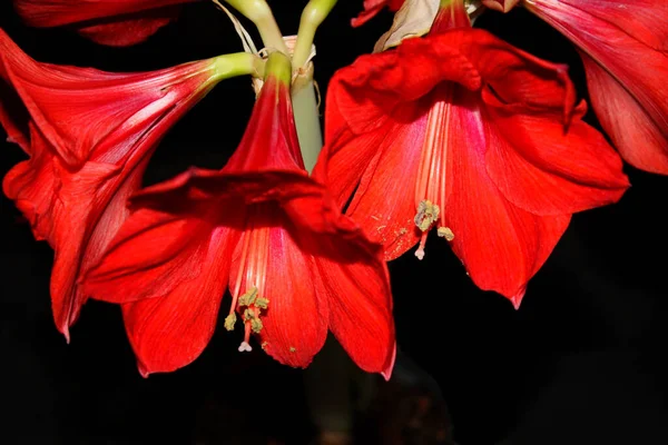 Enfoque Selectivo Flores Rojas Exóticas Por Fondo Oscuro — Foto de Stock