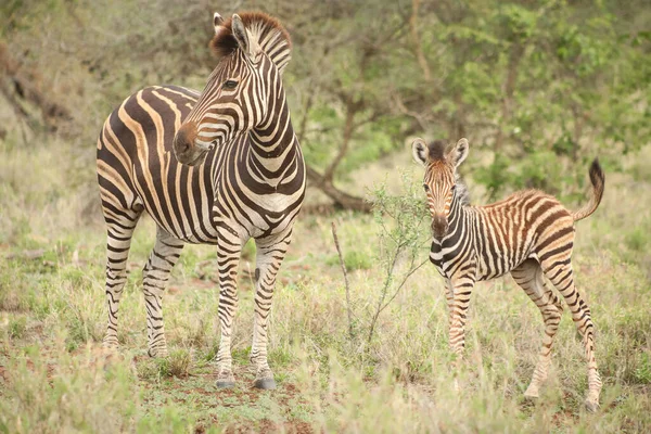 Výstřel Úrovni Očí Krásné Africké Zebry Matky Její Tele Jihoafrické — Stock fotografie