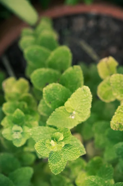 Vertikální Záběr Malých Zelených Listů Domácí Rostliny Jeskynní Váze — Stock fotografie