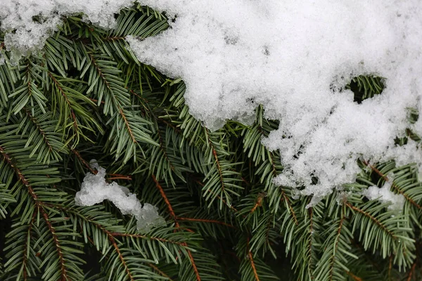 Eine Nahaufnahme Von Grünen Fichtenzweigen Die Tagsüber Mit Weißem Schnee — Stockfoto