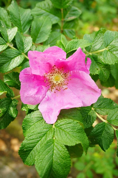 Primer Plano Una Flor Rosa Del Cosmos Parque — Foto de Stock