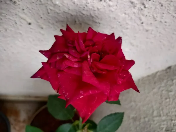 Gros Plan Une Rose Sur Groun Texturé — Photo