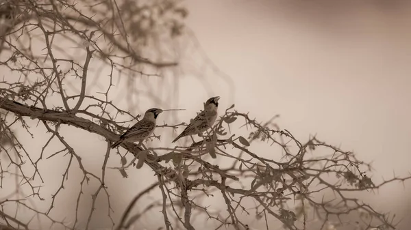 Piękne Ujęcie Dwóch Ptaszków Siedzących Gałęzi — Zdjęcie stockowe