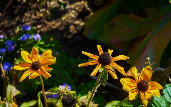 Primer Plano Flores Dalias Amarillas Con Pétalos Muertos — Foto de Stock