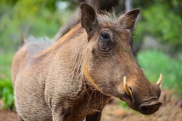 Warthog Horn Safari South Africa — Stock Photo, Image