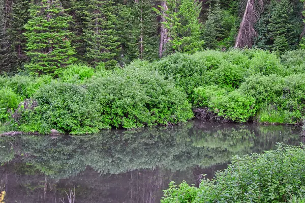 Красивый Вид Реку Отражением Зелени Деревьев — стоковое фото