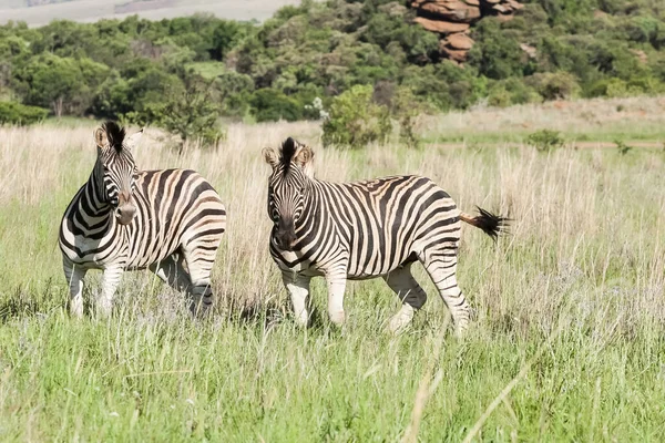 Disparo Hermosas Cebras Africanas Safari Sudafricano — Foto de Stock