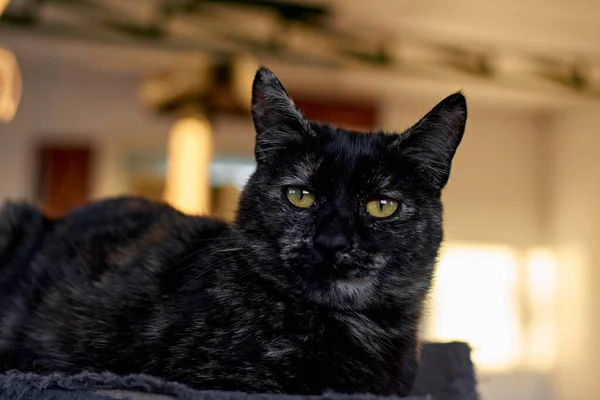 Szelektív Fókuszfelvétel Egy Aranyos Fekete Macskáról — Stock Fotó