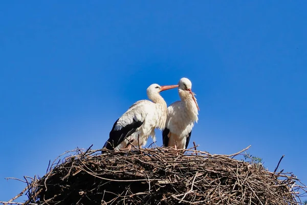 Ein Tiefflug Von Störchen Einem Nest — Stockfoto