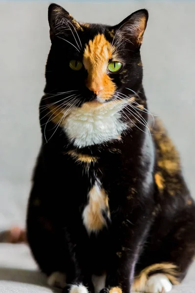 Retrato Gato Calico Contra Fundo Cinza Embaçado — Fotografia de Stock