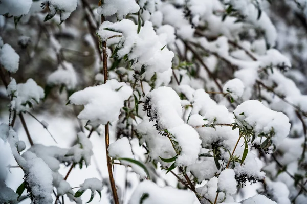 一张被雪覆盖的树枝的照片 — 图库照片