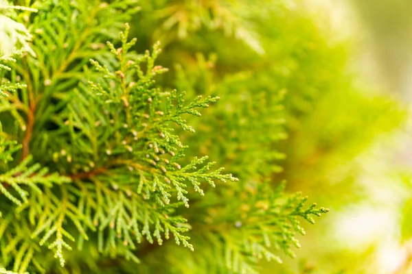 Green Fir Tree Branch Blurred Background — Stock Photo, Image