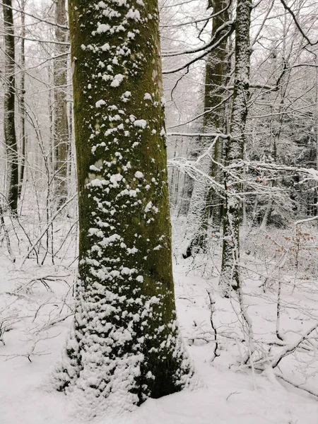 Pionowe Krajobrazy Lasu Zimą Larvik Norwegia — Zdjęcie stockowe