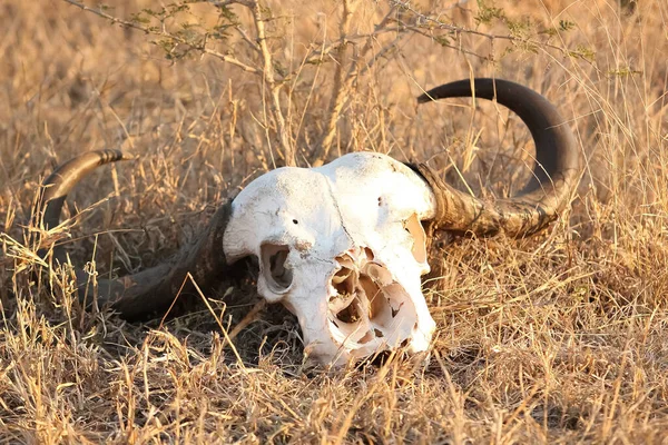 Nahaufnahme Eines Schädelknochens Eines Toten Wildtierkopfes Einem Wildreservat Südafrika — Stockfoto