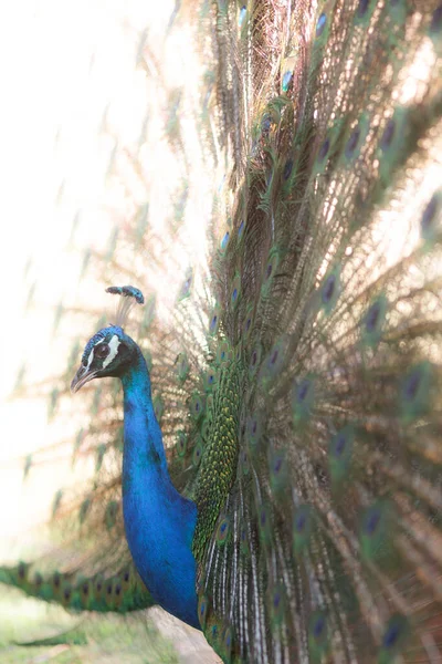 꼬리가 공작새 — 스톡 사진