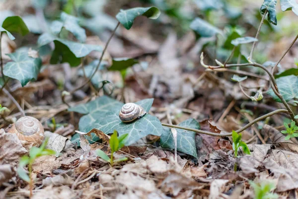 Snigel Marken — Stockfoto