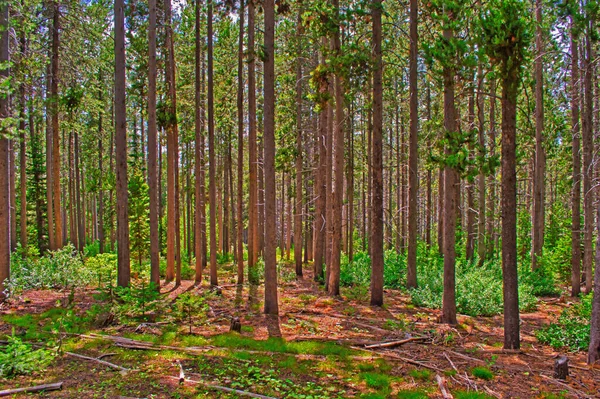 Prachtig Uitzicht Het Bos — Stockfoto