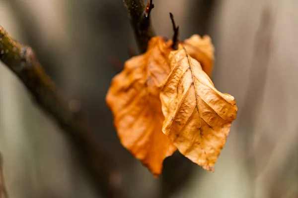 Bir Ağaç Dalında Sarı Sonbahar Yapraklarının Seçici Odak Noktası — Stok fotoğraf