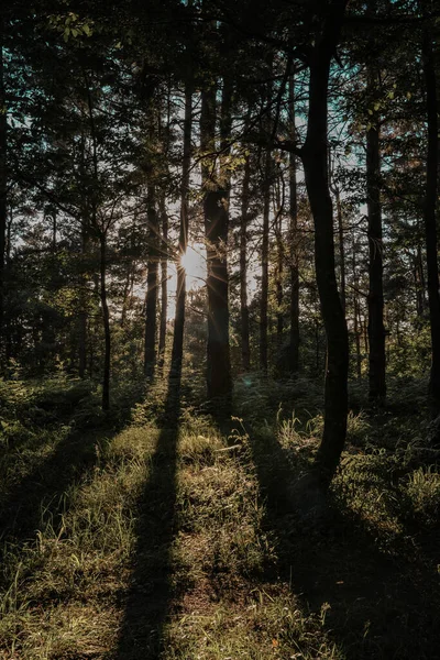 Μια Όμορφη Φωτογραφία Του Τοπίου Του Δάσους Κάτω Από Φως — Φωτογραφία Αρχείου