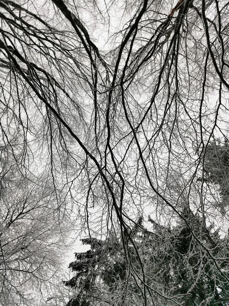 Ένα Κάθετο Τοπίο Ενός Δάσους Χειμώνα Στο Larvik Της Νορβηγίας — Φωτογραφία Αρχείου