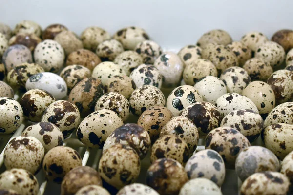 Detailní Pohled Více Křepelčích Vajíček Umístěných Vedle Sebe Bílém Povrchu — Stock fotografie