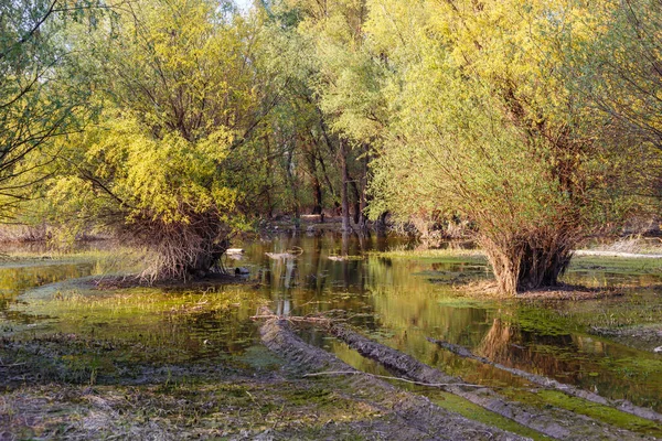 Een Close Shot Van Bomen Een Meer Een Park — Stockfoto