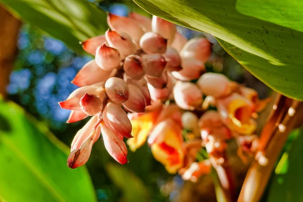 Detailní Záběr Světle Oranžových Aloe Květin — Stock fotografie