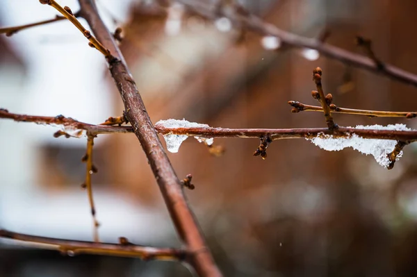 Enfoque Selectivo Hielo Una Rama Árbol — Foto de Stock