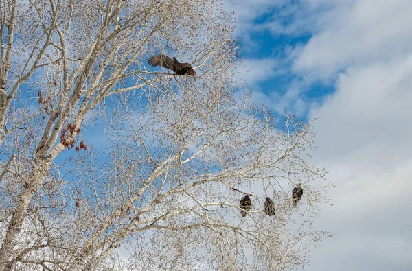 Gros Oiseaux Sur Tre Sous Ciel Nuageux — Photo