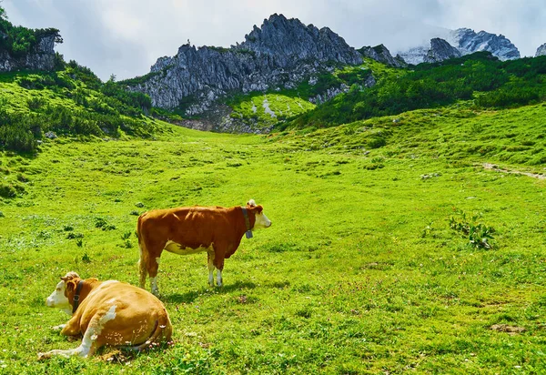 Zelená Louka Hnědé Skvrnité Krávy Zvony Před Mohutným Masivem Vápencových — Stock fotografie