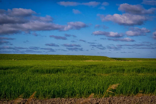 Campo Verde Com Céu Azul Nuvens — Fotografia de Stock